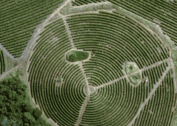 Nestlé to Pilot New Satellites for Monitoring Reforestation Efforts