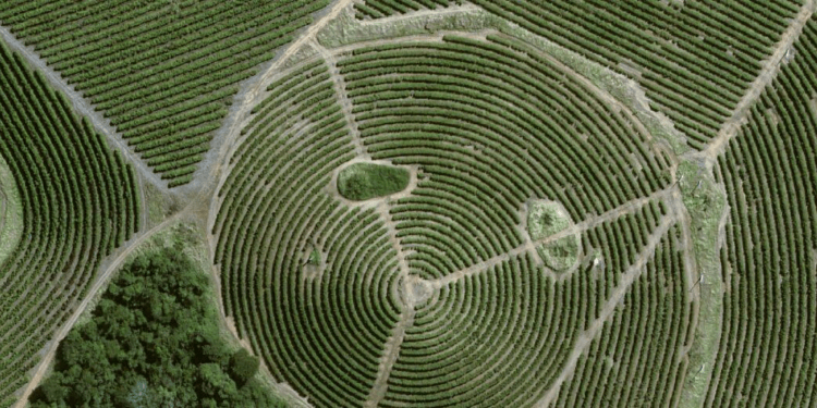 Nestlé to Pilot New Satellites for Monitoring Reforestation Efforts