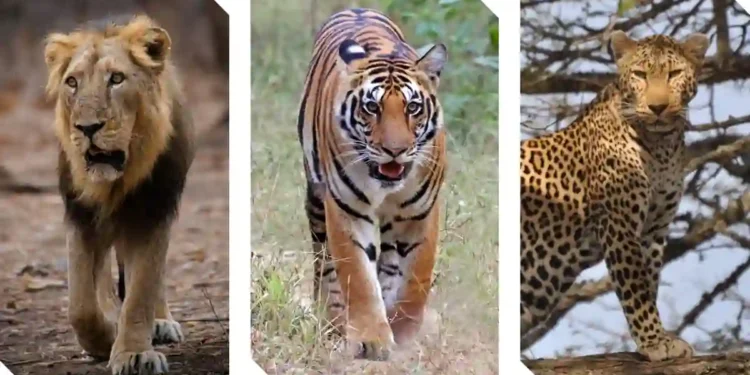 Gujarat’s Expanding Big Cat Habitat Signals a Breakthrough in Wildlife Conservation