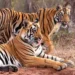 India: Comprehensive Policy Review for Tiger Conservation