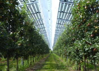 Global Agriculture: Agrivoltaics Strengthen Global Food Security Through Solar Innovation