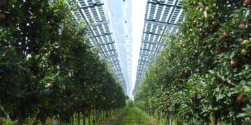 Global Agriculture: Agrivoltaics Strengthen Global Food Security Through Solar Innovation