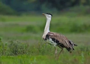 India Strengthens Biodiversity Conservation with Great Indian Bustard Recovery Milestone