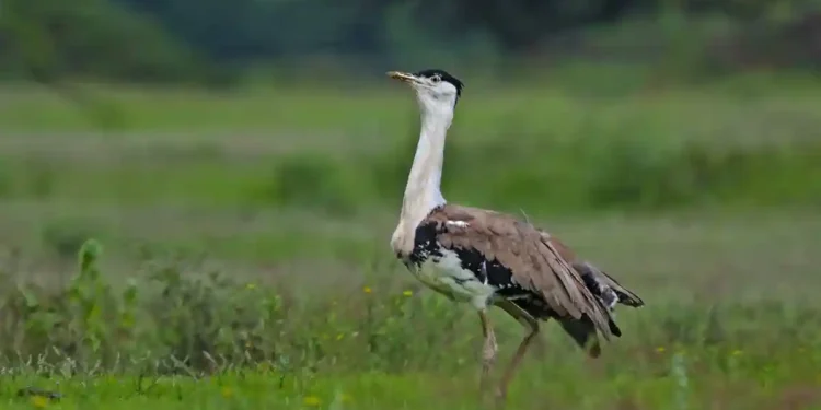 India Strengthens Biodiversity Conservation with Great Indian Bustard Recovery Milestone