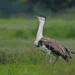 India Strengthens Biodiversity Conservation with Great Indian Bustard Recovery Milestone