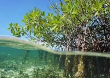 World Economic Forum Releases Definitive Guide for Blue Carbon Investing