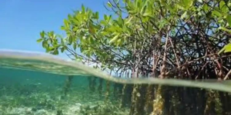 World Economic Forum Releases Definitive Guide for Blue Carbon Investing