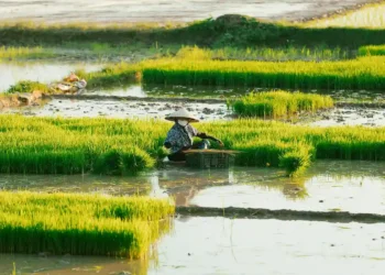 Verra Rice Methodology Achieves Approval Under CORSIA Framework