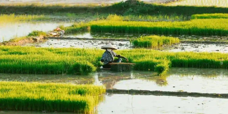 Verra Rice Methodology Achieves Approval Under CORSIA Framework