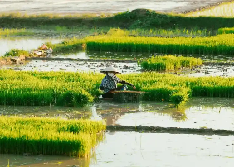 Verra Rice Methodology Achieves Approval Under CORSIA Framework