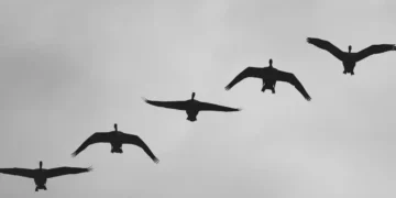 GRI and CDP Strengthen Strategic Collaboration to Enhance Disclosure Alignment