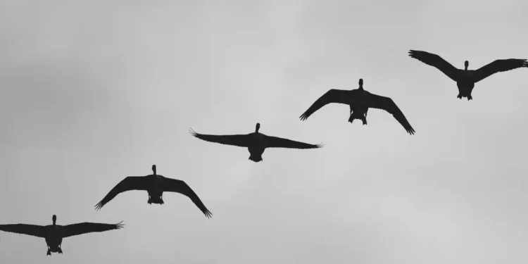 GRI and CDP Strengthen Strategic Collaboration to Enhance Disclosure Alignment